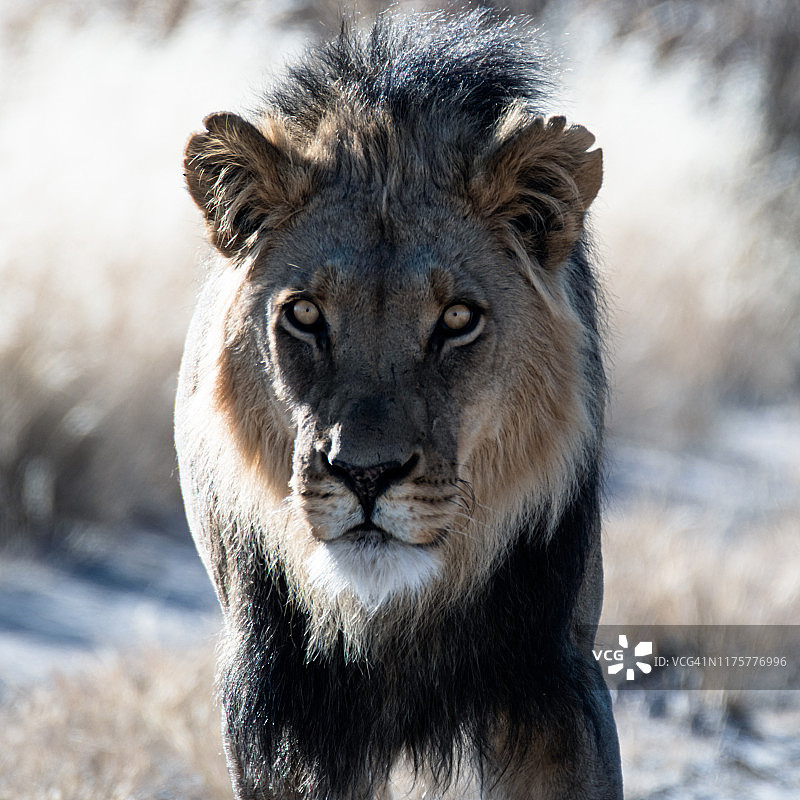 野生雄狮图片素材