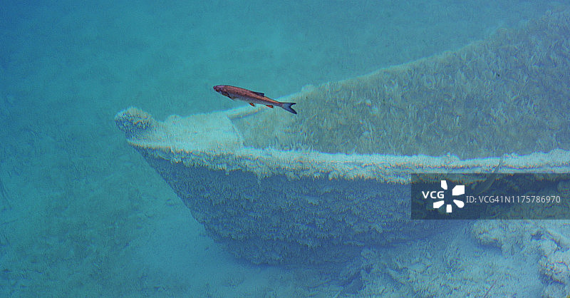 克罗地亚普利特维采湖国家公园的碧绿湖水，鱼和沉船图片素材