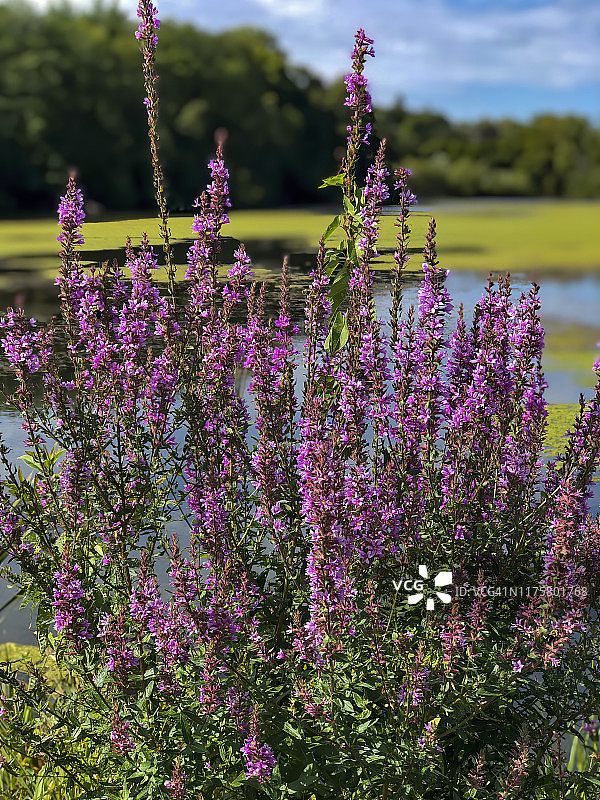 千屈菜图片素材