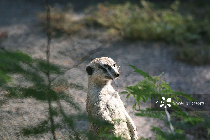 猫鼬（Suricata suricatta）图片素材