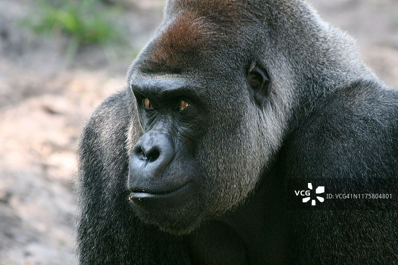 银背大猩猩图片素材