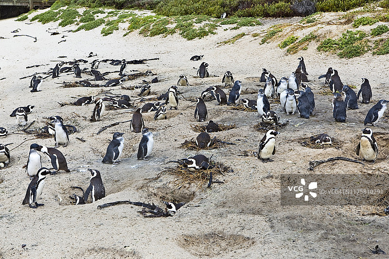 南非巨石海滩上沙滩和巢穴中的企鹅图片素材
