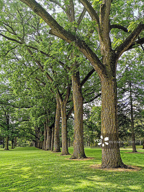 成排的树木图片素材