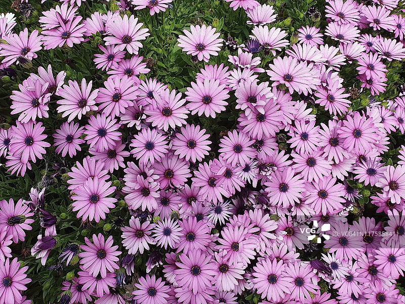 盛开的蓝眼菊或非洲雏菊图片素材