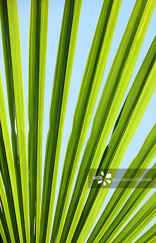 棕榈叶背景图片素材