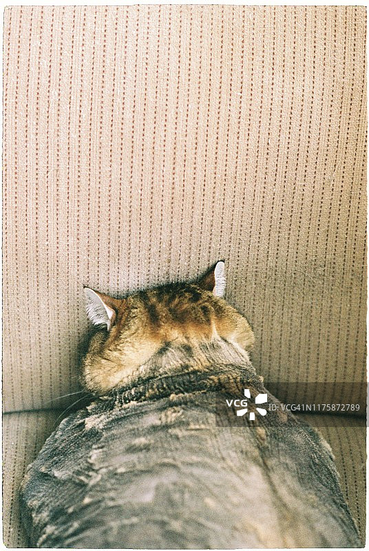 虎斑猫睡觉图片素材