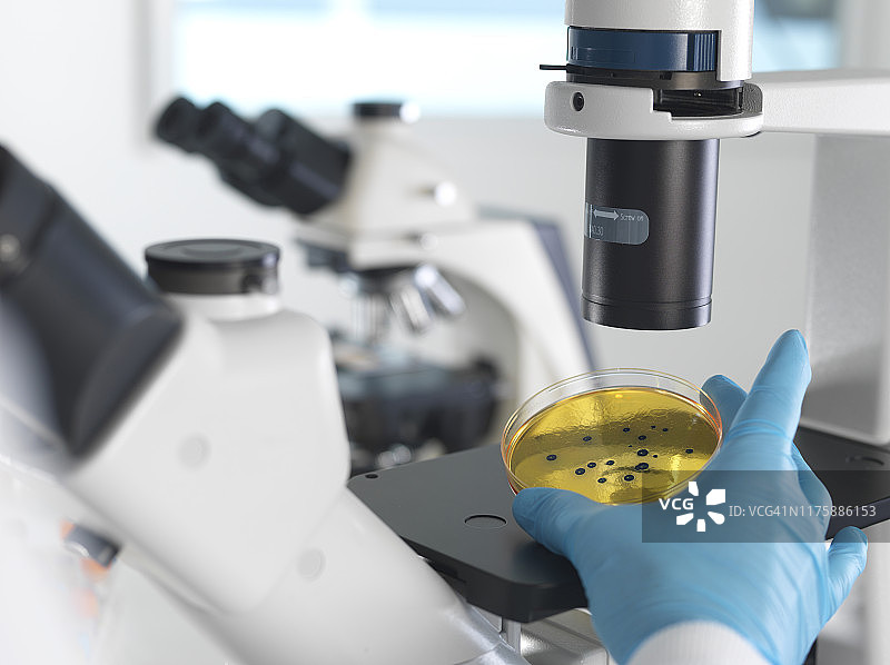 微生物学：科学家在实验室用倒置显微镜观察培养皿中的培养物图片素材