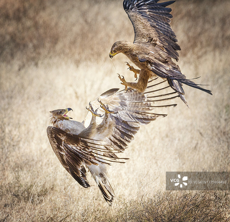 肯尼亚桑布鲁，褐鹰攻击小斑点鹰的戏剧性战斗特写图片素材