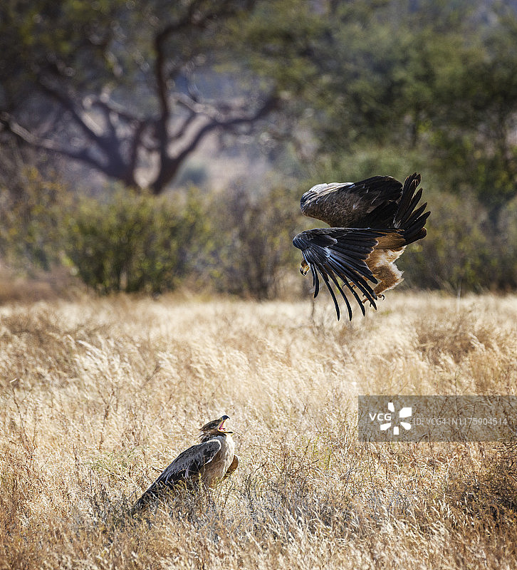 肯尼亚桑布鲁：雄鹰与小斑点鹰的激烈战斗图片素材