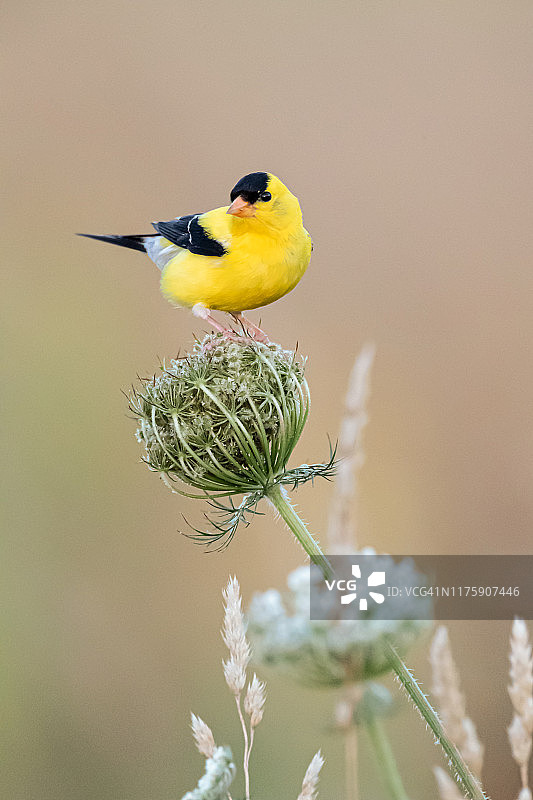 雄性金翅雀图片素材
