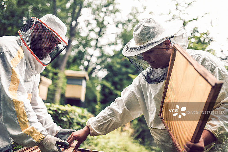 养蜂人更换旧蜂箱图片素材