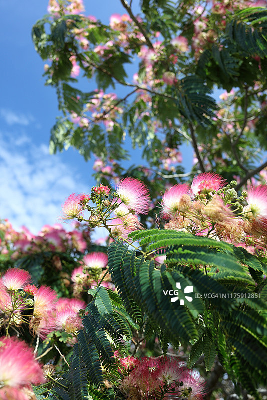 盛开的合欢树图片素材