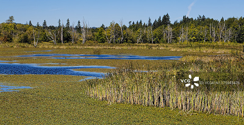 巴特图布斯沼泽保护区图片素材