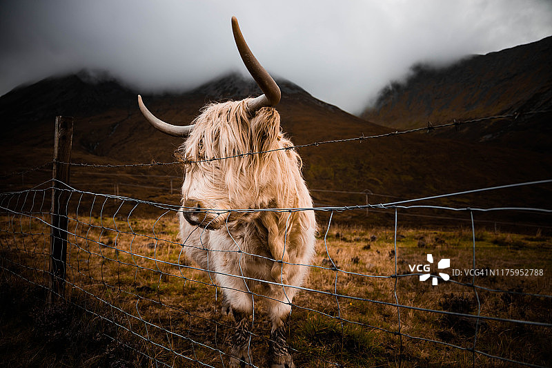 苏格兰高地草甸上的高地牛图片素材