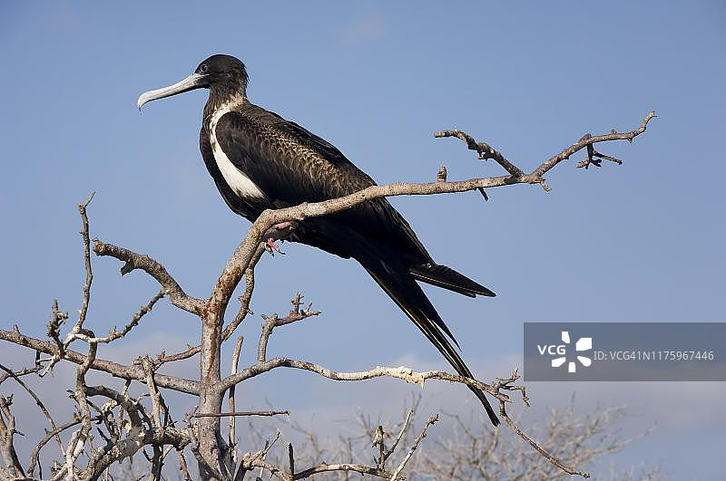 丽色军舰鸟，雌性，北西摩岛，加拉帕戈斯群岛，联合国教科文组织世界遗产，厄瓜多尔图片素材