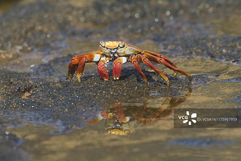 丽莎螃蟹，巴托洛梅岛，加拉帕戈斯群岛，联合国教科文组织世界遗产，厄瓜多尔图片素材