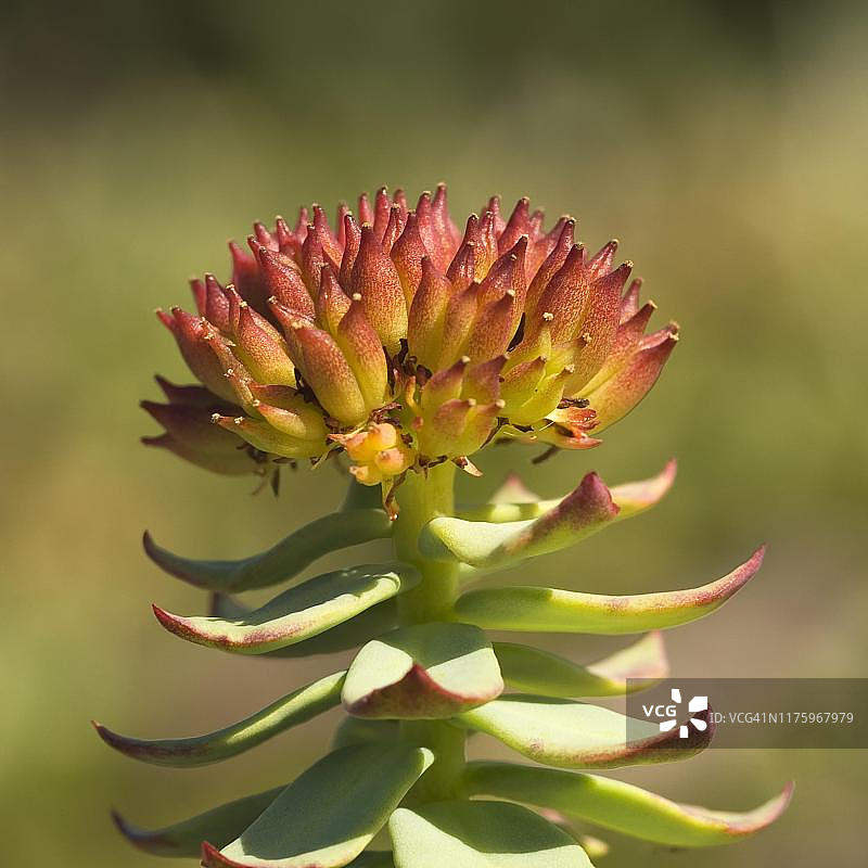 红景天，拉布拉多海岸，加拿大图片素材
