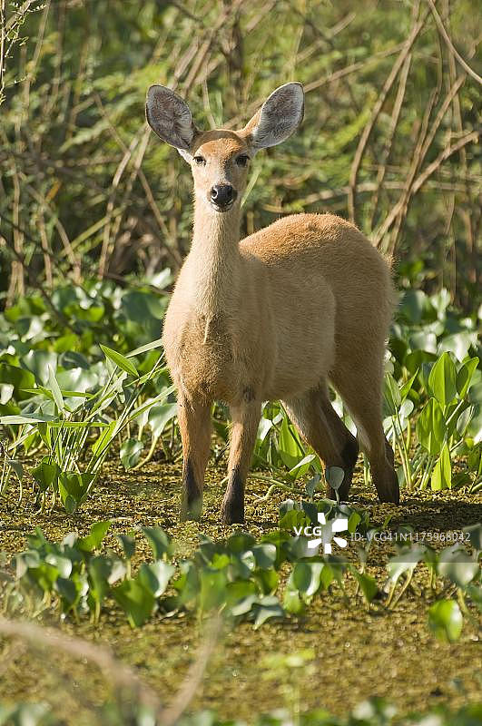 巴西马托格罗索湿地的雌性沼鹿图片素材