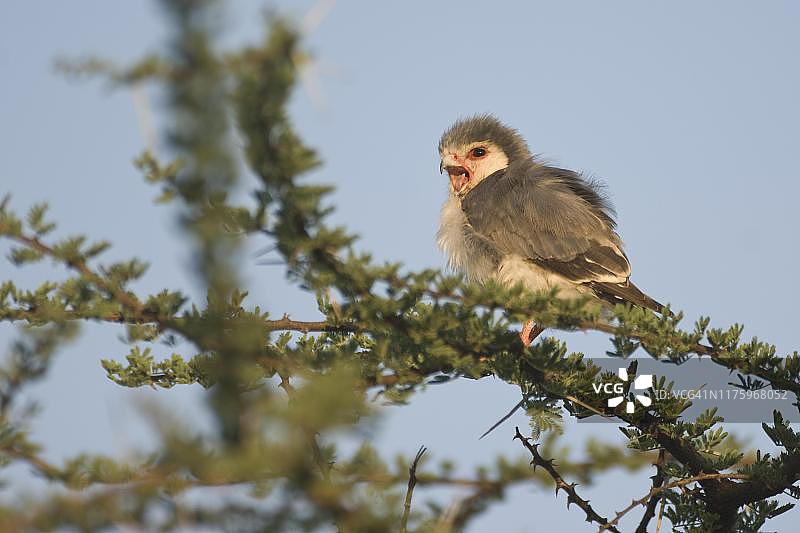 侏儒隼，肯尼亚桑布鲁国家公园，东非图片素材