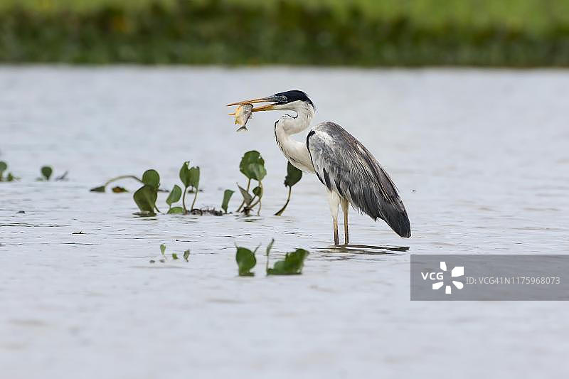 白颈鹭（Ardea cocoi）正在吃鱼，巴西马托格罗索潘塔纳尔湿地图片素材
