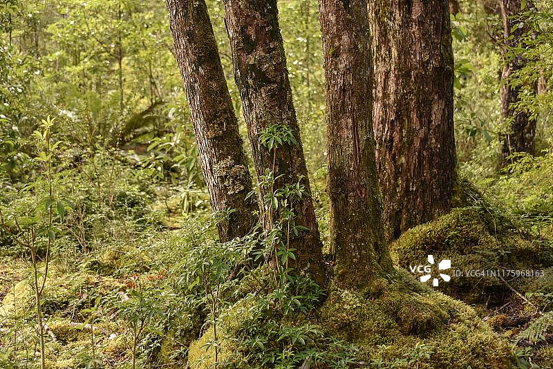 智利巴塔哥尼亚的温带雨林图片素材