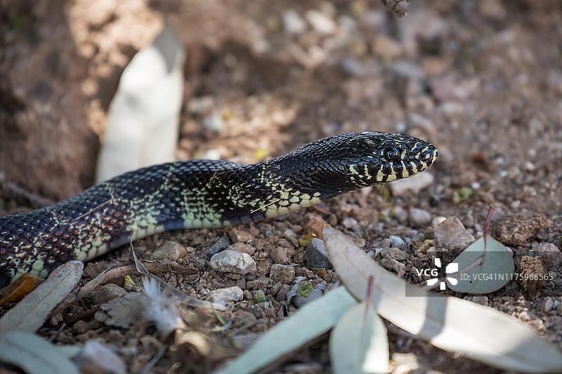 沙漠王蛇，美国亚利桑那州图森图片素材