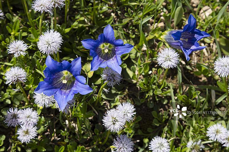 蓝色无茎龙胆（Gentiana acaulis），蒂罗尔，奥地利图片素材