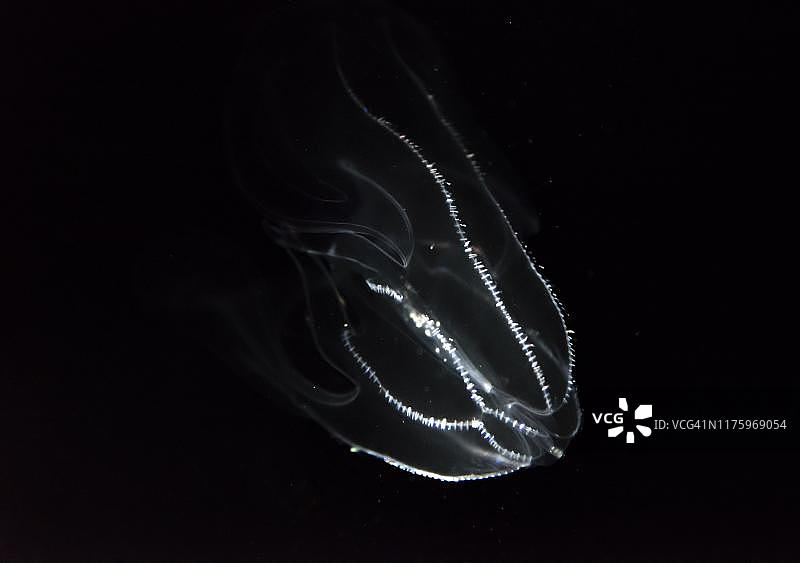 具有生物发光性的深海水母：栉水母，日本大阪海游馆图片素材