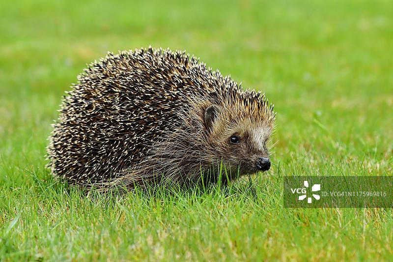 草地上的欧洲刺猬图片素材