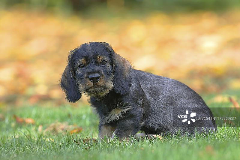 粗毛腊肠犬幼犬，8周大，坐在德国的维泽图片素材