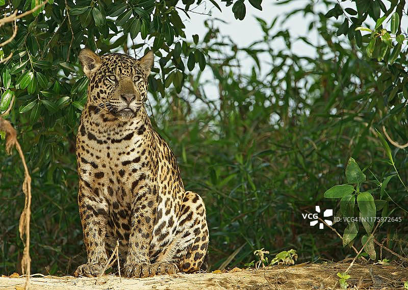 美洲豹（Panthera onca），巴西马托格罗索潘塔纳尔湿地图片素材