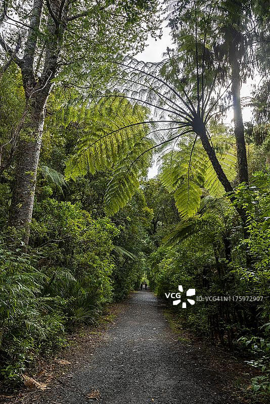 考里森林远足径旁的树蕨图片素材