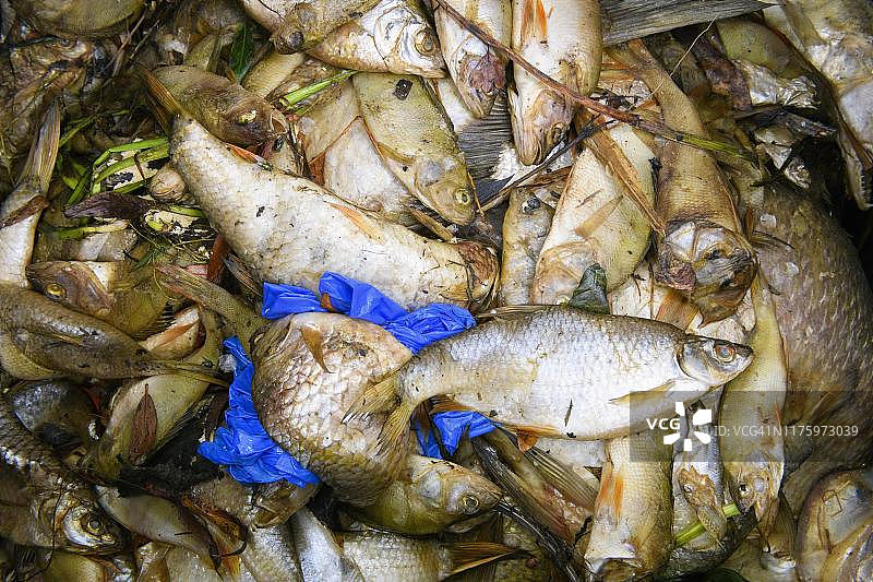 德国斯图加特附近Max-Eyth湖中死鱼图片素材