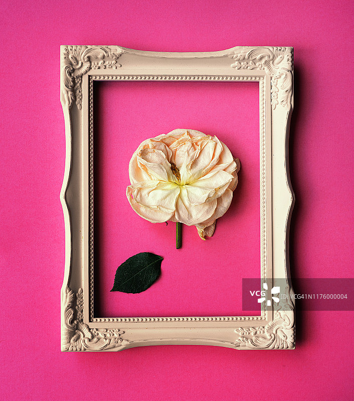 框架里的干玫瑰图片素材