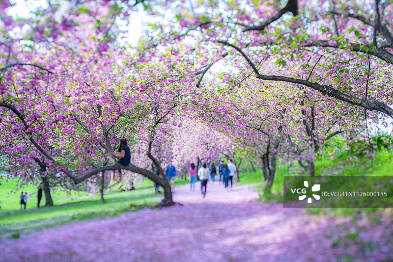 纽约中央公园樱花树拱形花径图片素材