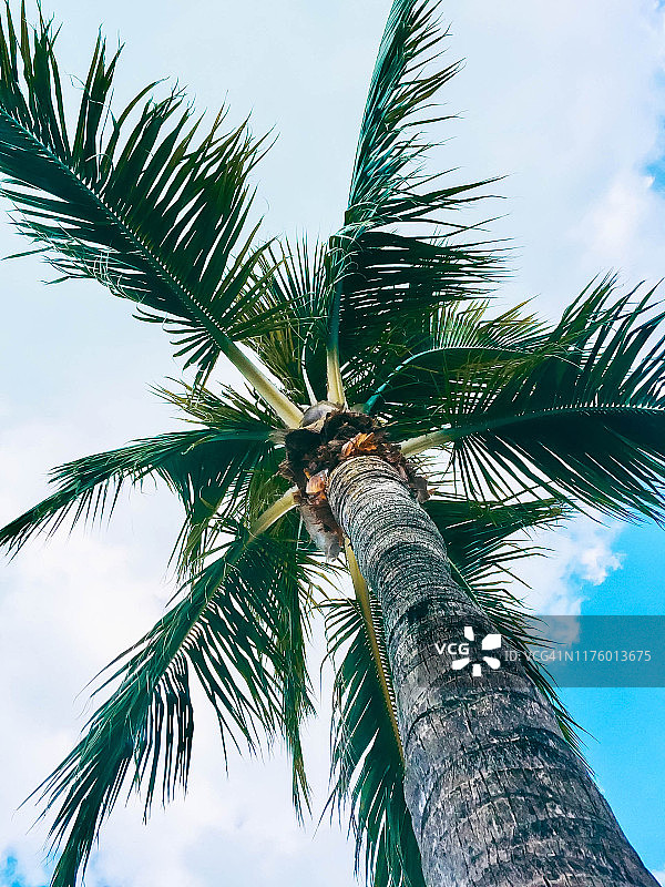 巴哈马拿骚的棕榈树低角度视图图片素材