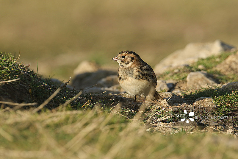 罕见的 Lapland Bunting，Calcarius lapponicus 在悬崖边觅食种子图片素材