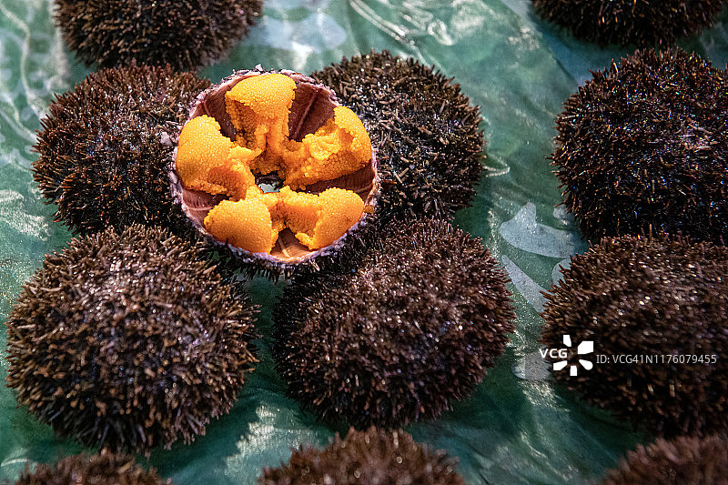 日本关西大阪的新鲜海胆（Uni）图片素材