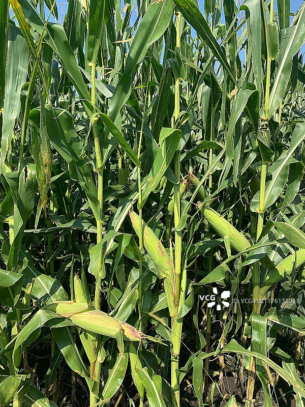 玉米秸秆上的新鲜玉米图片素材