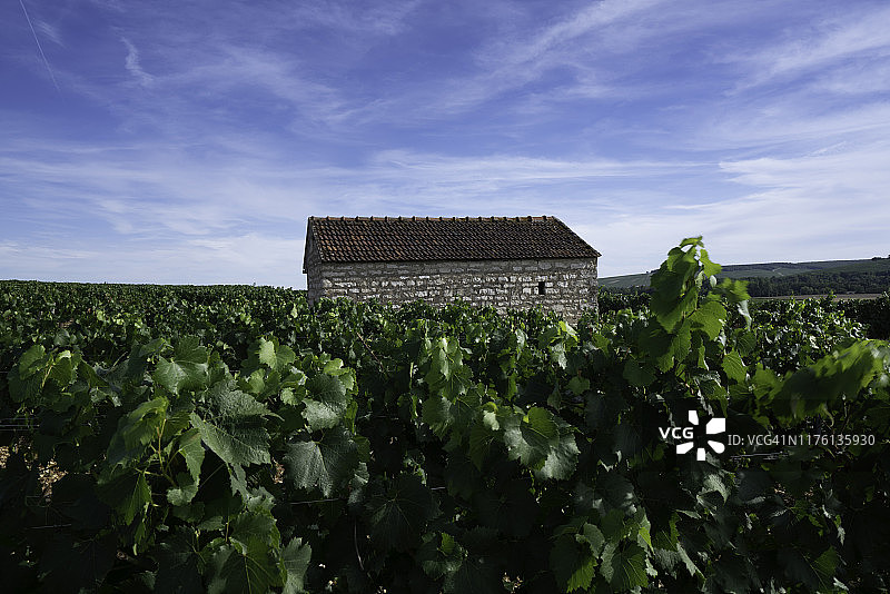 葡萄园中的老房子图片素材