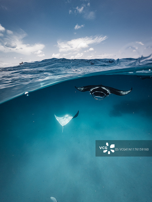 在马尔代夫海洋中觅食的蝠鲼图片素材