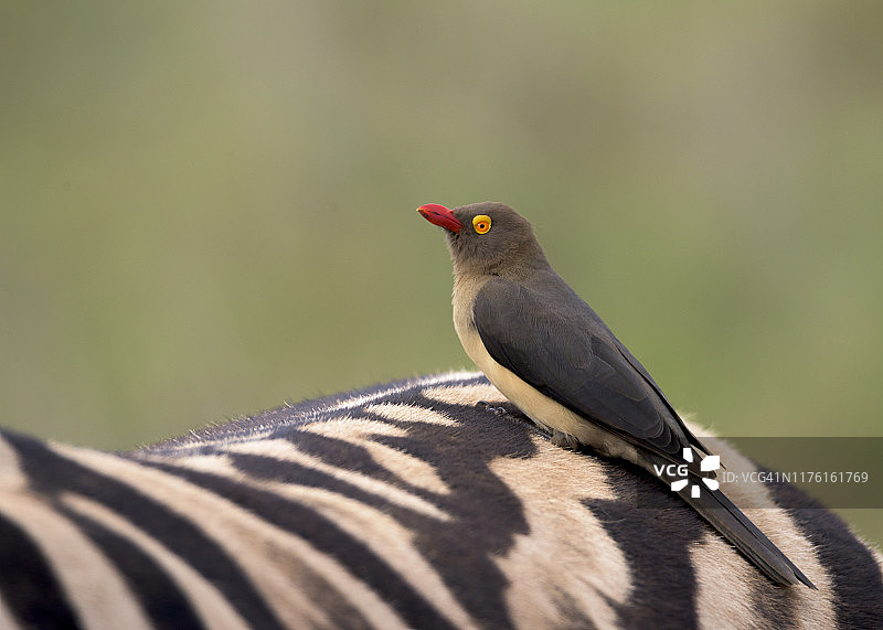 红嘴牛椋鸟图片素材