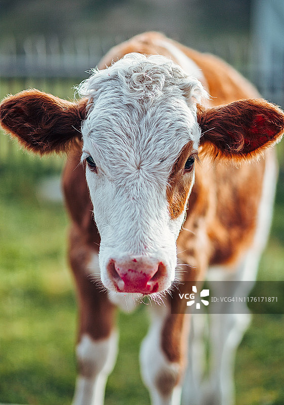 涂了口红的有趣奶牛肖像图片素材