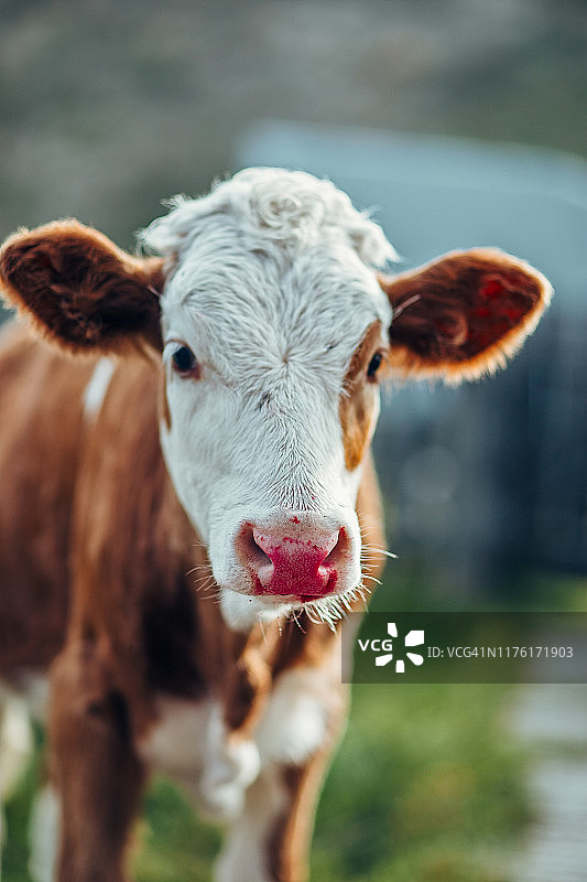 涂了口红的有趣奶牛肖像图片素材