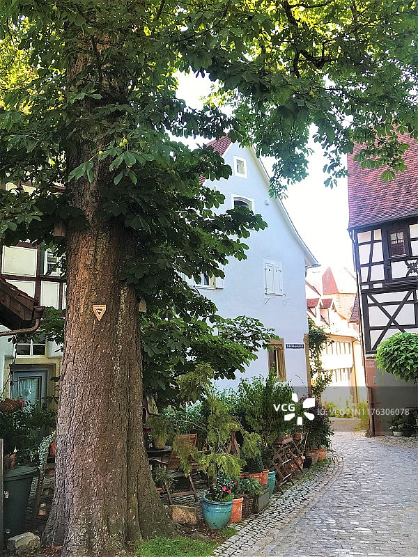 巴特温普芬和古树图片素材