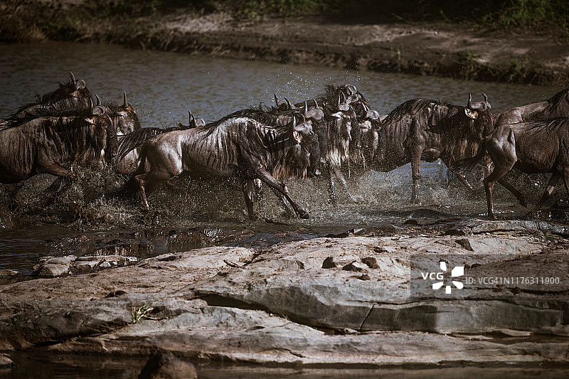 角马迁徙， crossing 马拉河图片素材