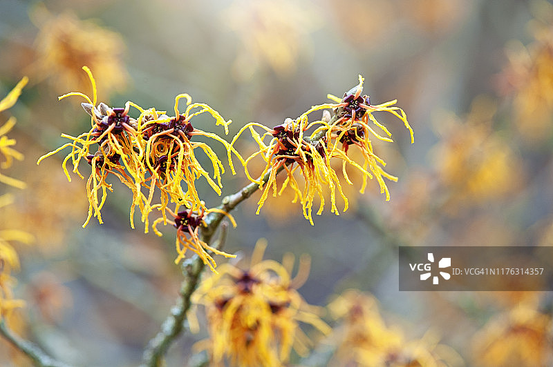 盛开的黄色金缕梅特写图片素材