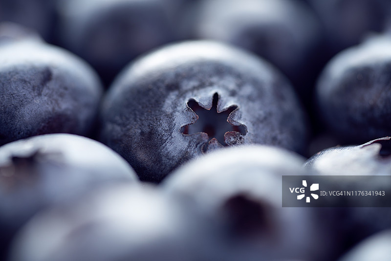 蓝莓水果图片素材