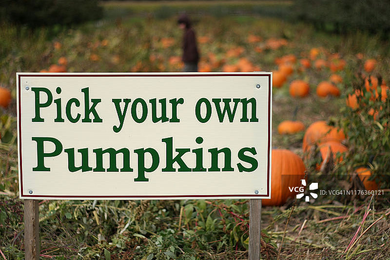 自选南瓜图片素材