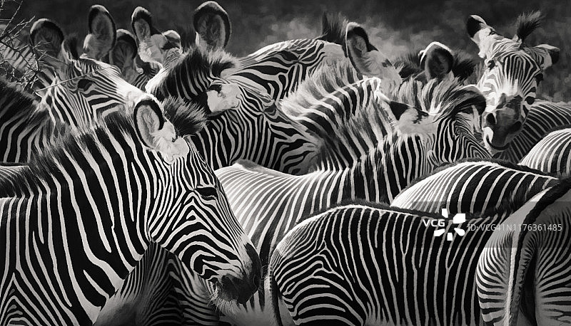 肯尼亚桑布鲁的细纹斑马的条纹、耳朵和黑白图案图片素材